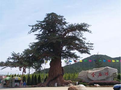 ��ɽ�ٲ���ǽ